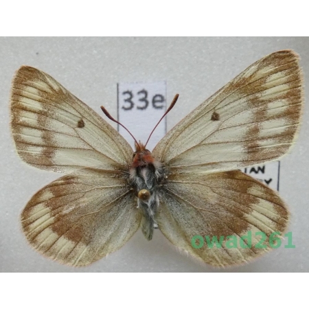 Colias cocandica Erschoff, 1874 Tadjikistan33e